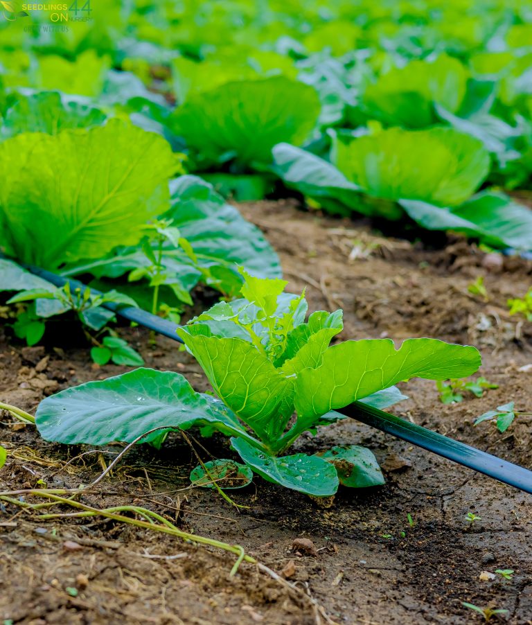 Why Seed Quality Matters More Than You Think